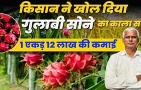 Bihar Dragon Fruit Vikas Yojana 2025 Online Apply : सरकार दे रही है ₹2.70 लाख तक की सब्सिडी, ऐसे करें आवेदन ? 9 Bihar Dragon Fruit Vikas Yojana 2025