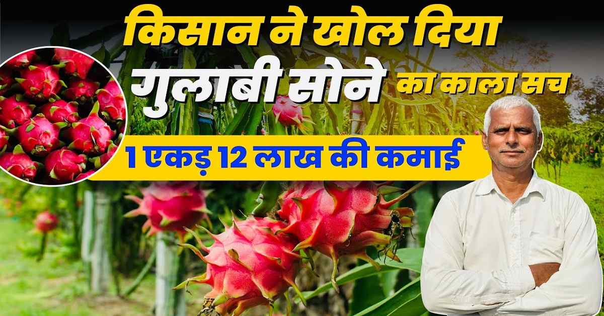 Bihar Dragon Fruit Vikas Yojana 2025 Online Apply : सरकार दे रही है ₹2.70 लाख तक की सब्सिडी, ऐसे करें आवेदन ? 1 Bihar Dragon Fruit Vikas Yojana 2025